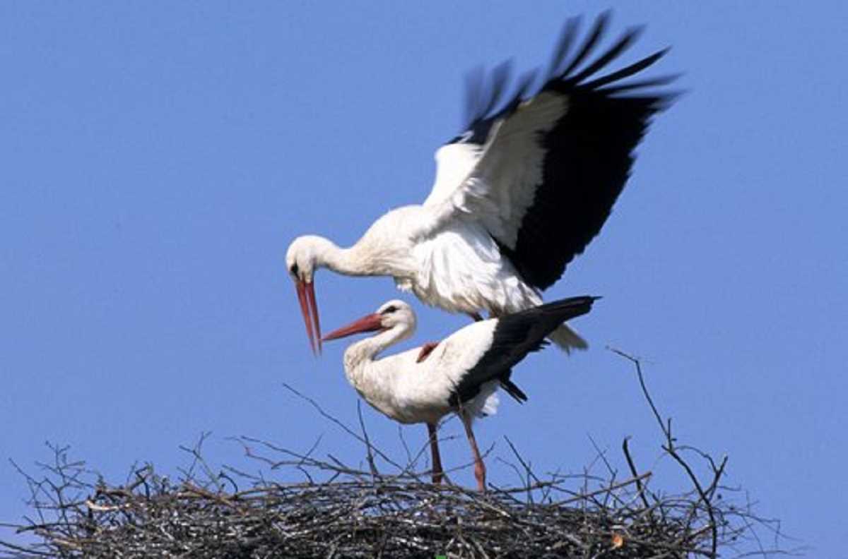 कभी सैलानी कहे जाने वाले सफेद सारस अब स्पेन के स्थायी निवासी हैं